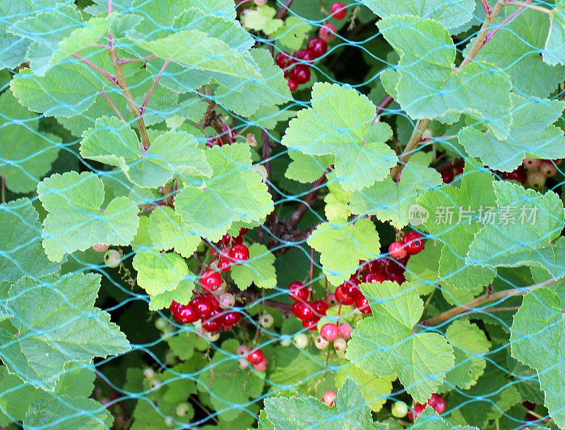 成熟红醋栗(Ribes rubrum)在花园网下生长的图像